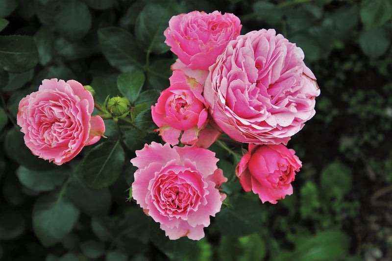 Pink Rose