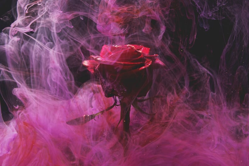 Rose Plant